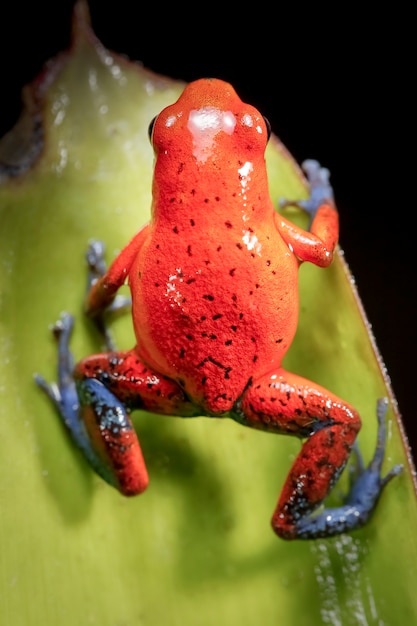 Foto dart frog en una hoja en su hábitat natural