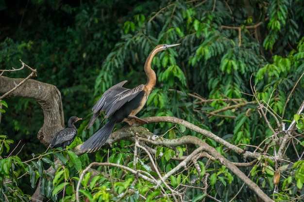 Foto darter africano no rio nilo