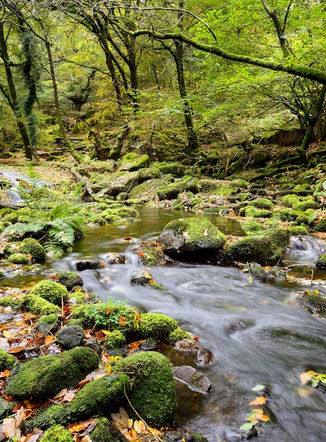 Dartmoor Stream