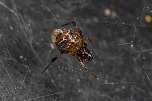 Darwin Wasp Larva parasitando uma aranha adulta da teia de aranha