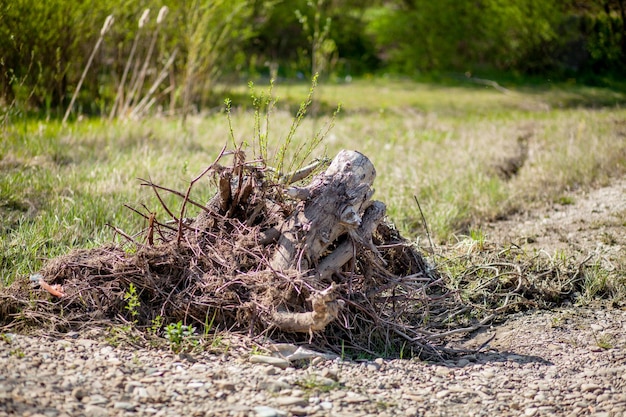 Das Absterben von Olivenbäumen durch den Bau einer Straße. Bäume werden brutal abgeholzt, abgeholzt und auseinandergerissen, wobei die Wurzeln, Zweige und Stämme ohne Respekt zerstört werden