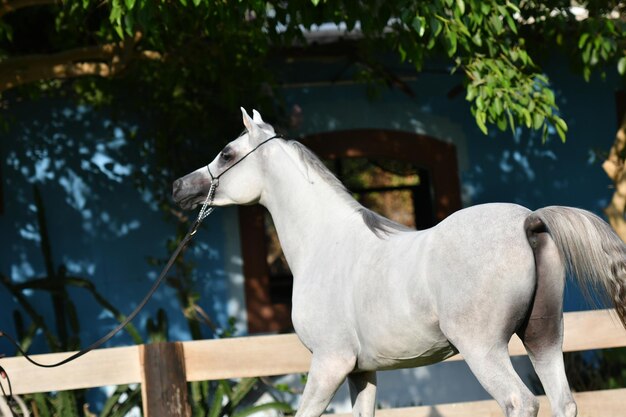Das arabische oder arabische Pferd ist eine Pferderasse, die ihren Ursprung auf der arabischen Halbinsel hat