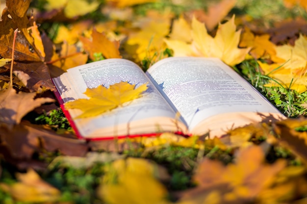 Das aufgeschlagene Buch liegt auf dem Herbstlaub eines Ahornbaums im Wald