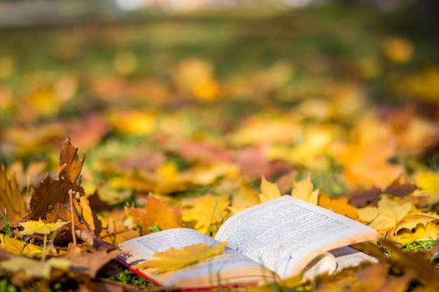 Das aufgeschlagene Buch liegt auf dem Herbstlaub eines Ahornbaums im Wald