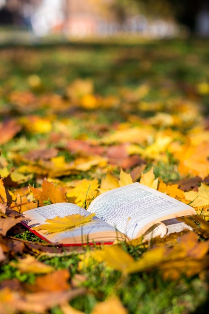 Das aufgeschlagene Buch liegt auf dem Herbstlaub eines Ahornbaums im Wald