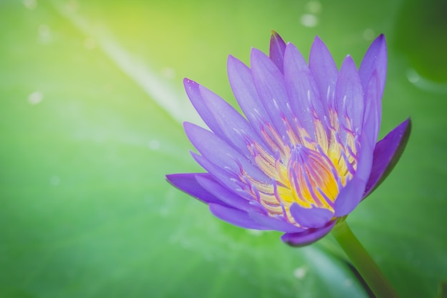 Das Aussehen einer lila Lotusblume ist wunderschön