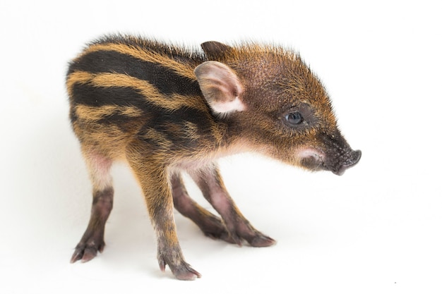 Das Baby-Band-Schwein (Sus scrofa vittatus), auch als indonesisches Wildschwein bekannt