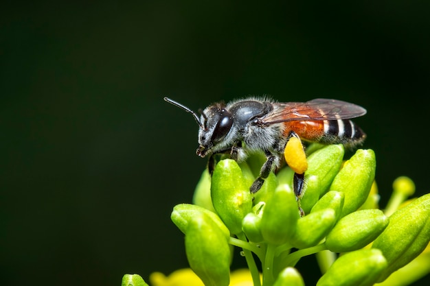 Das Bild der kleinen Biene oder der Zwergbiene (Apis florea) auf der gelben Blume sammelt Nektar auf einem natürlichen.