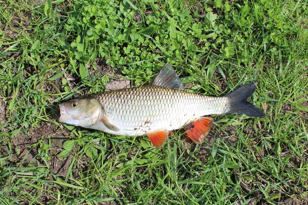 Das Bild des schönen gefangenen Fischschucks