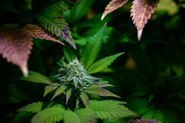 Das Bild von Cannabis-Blütenständen hat ein sehr dichtes Trichom. Eine Cannabissorte mit hohem CBD-Gehalt ist jetzt in Sativa Indica und Cannabis Ruderalis erhältlich