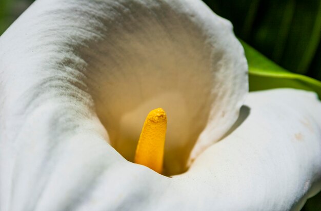 Foto das bild zeigt die blüte einer spathiphyllum-pflanze