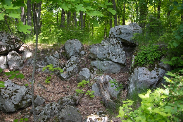 Das Bild zeigt riesige Felsbrocken große Steine in einem sommergrünen Wald Uljanowsk