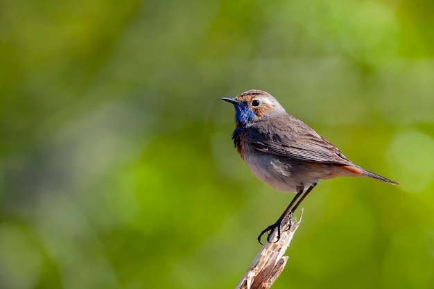 Das Blaukehlchen (Luscinia svecica) ist ein kleiner Singvogel. Nahansicht..