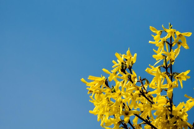 Das Blühen der Forsythie gegen den blauen Himmel