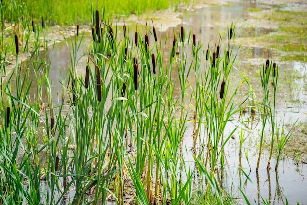 Das blühende braune Sumpfrohr mit langen grünen Stielen oder Wildpflanzen aus Schilf