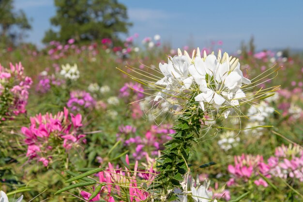 Das Blumenfeld, das vom Hintergrund schön ist, blüht warmen Ton der Frühlingsjahreszeit