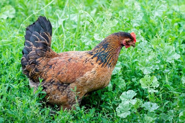 Das braune Huhn geht auf das Gras im Garten der Farm