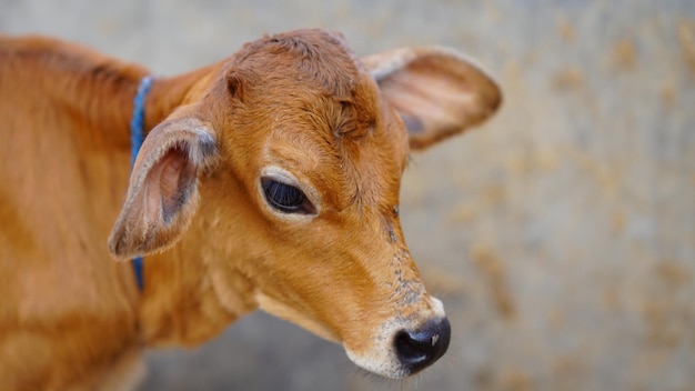 Das braune süße Kalb