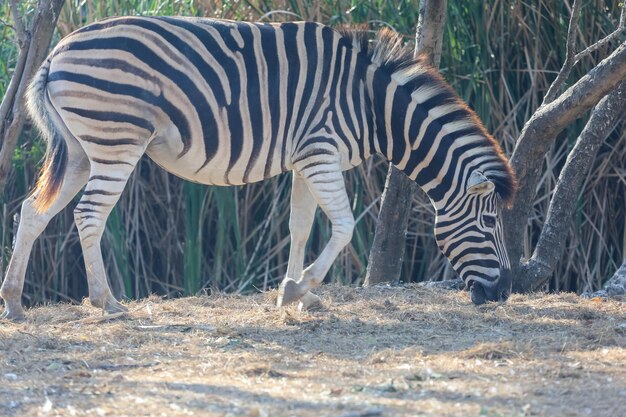 Das Burchell-Zebra in der Farm in Thailand