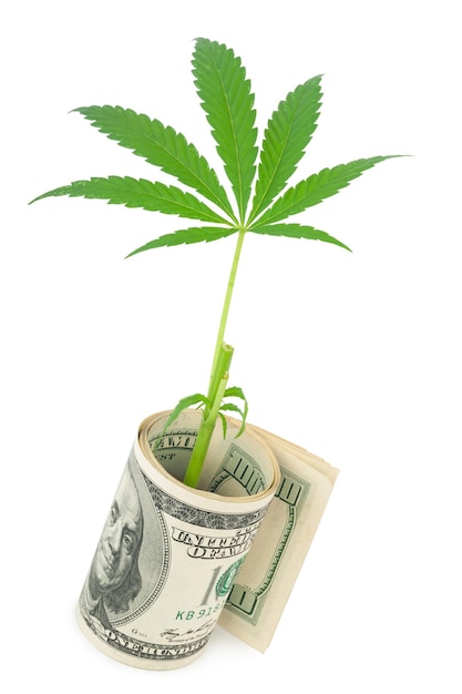 Das Cannabis und das Geld