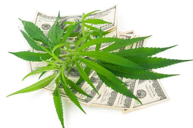 Das Cannabis und das Geld