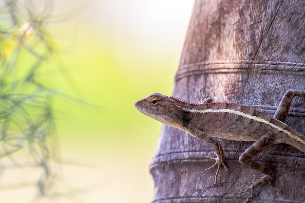 Das Chamäleon in der Natur