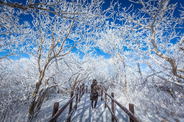 Das Deogyusan-Gebirge ist im Winter in Südkorea von Schnee bedeckt. Sonnenuntergangslandschaft