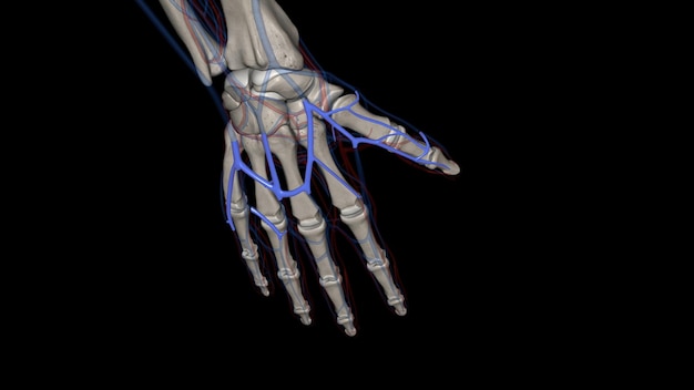 Das dorsale Venennetz der Hand
