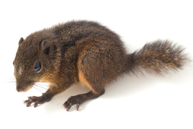 Das dreistreifige Grundeichhörnchen auf Weiß