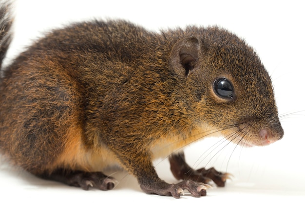 Das dreistreifige Grundeichhörnchen auf Weiß