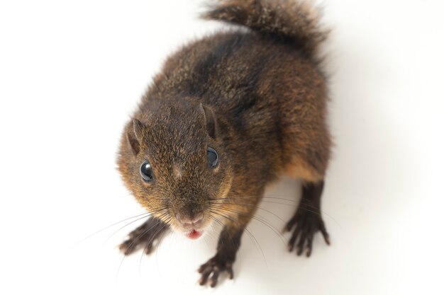 Das dreistreifige Grundeichhörnchen auf Weiß