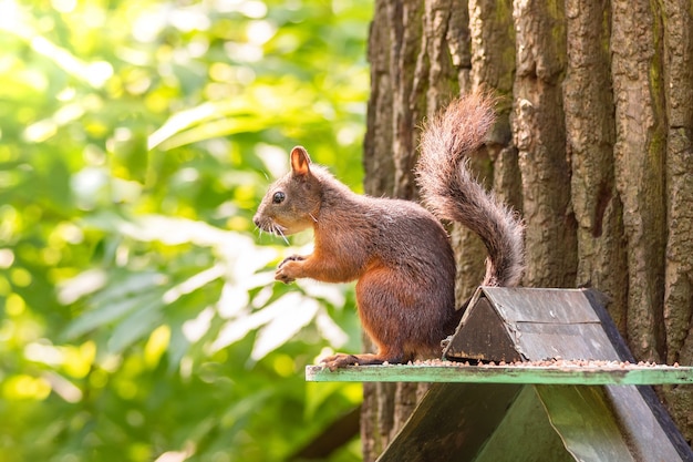 Das Eichhörnchen sitzt auf einem Futtertrog