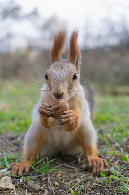 Das Eichhörnchen wurde mit einer Nuss behandelt