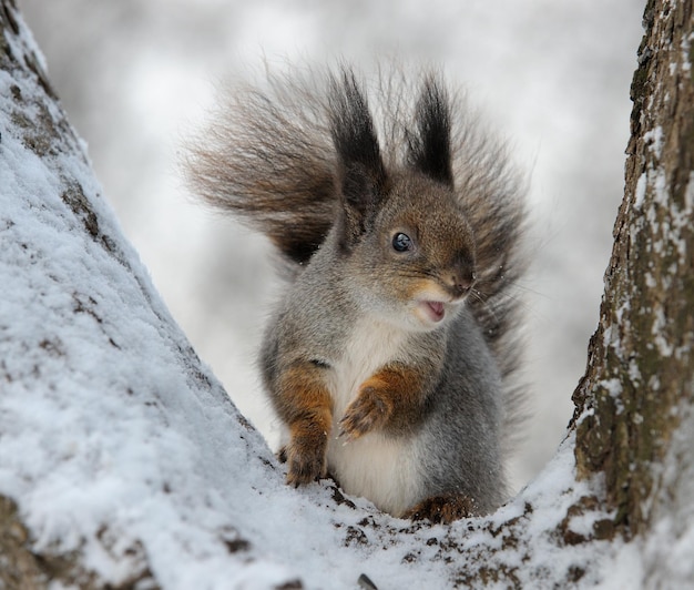 Das Eichhörnchen