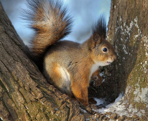 Das Eichhörnchen