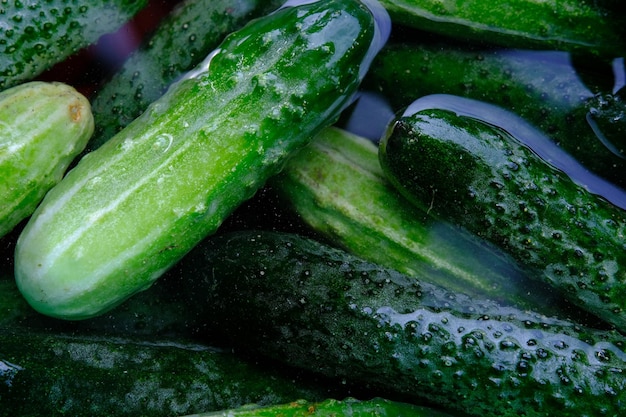 Das Einweichen von Gurken in eiskaltem Wasser für 4 bis 5 Stunden vor dem Einlegen ergibt schöne, knusprige Gurken