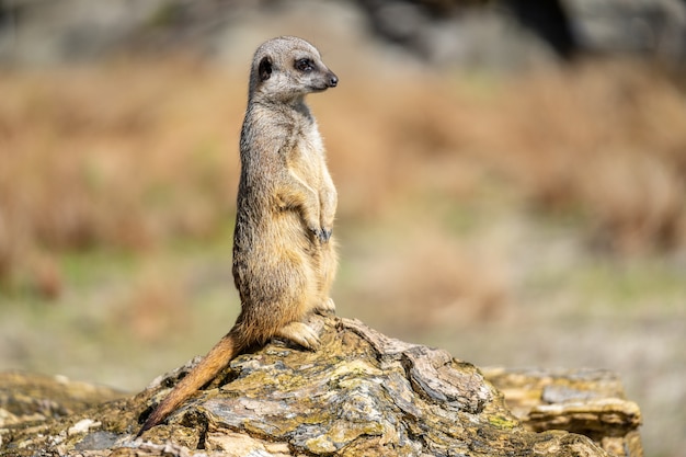 Foto das erdmännchen, suricata suricatta oder suricate ist ein kleiner fleischfresser aus der familie der mungos. es ist das einzige mitglied der gattung suricata