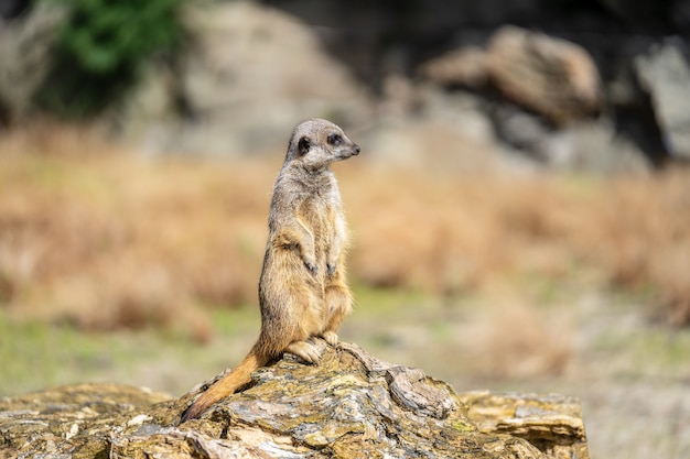 Das Erdmännchen, Suricata suricatta oder Suricate ist ein kleiner Fleischfresser aus der Familie der Mungos. Es ist das einzige Mitglied der Gattung Suricata