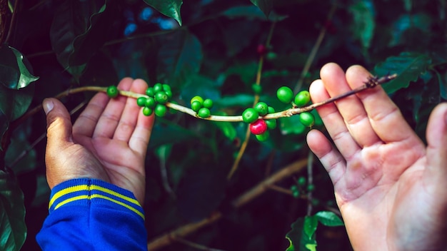 Das Ernten von Kaffeebeeren durch den Landwirt übergibt rote Kaffeebohnen, die in der Hand reifen Landwirt frischer Kaffee roter Beerenzweig Landwirtschaft auf Kaffeebaum