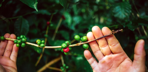 Das Ernten von Kaffeebeeren durch den Landwirt übergibt rote Kaffeebohnen, die in der Hand reifen.
