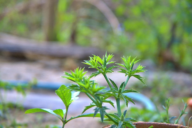 Das Eryngium foetidum L.Culantro als zweijährige Pflanze Glaukomtag mit Koriander