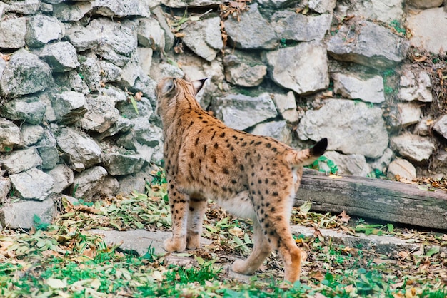 Das eurasische Luchsporträt Katzenfoto im Grünen