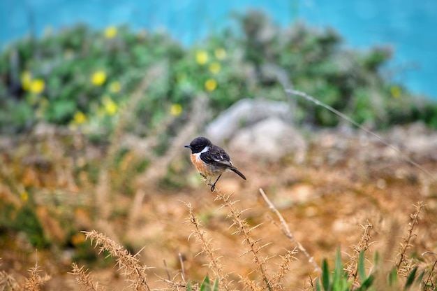 Foto das europäische schwarzkehlchen (saxicola rubicola) ist ein kleiner sperlingsvogel