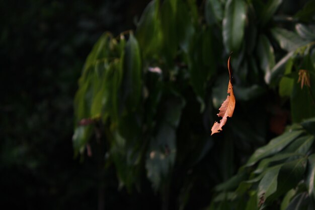 Foto das fallende blatt