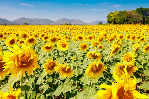 Das Feld der blühenden Sonnenblumen auf einem himmelblauen Hintergrund, schöne lanscepe in Asien.