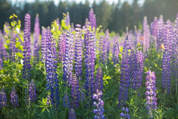 Das Feld der wilden, mehrfarbigen LupinenblütenViolett-lila Lupine auf der Wiese bunter Strauß sommerblühender BlumenBlumenhintergrund oder GrußkarteSelektiver Fokus