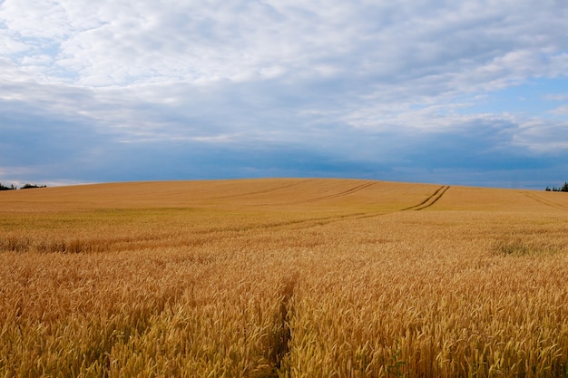 Das Feld hat Weizen erreicht. Die natürliche Zusammensetzung.
