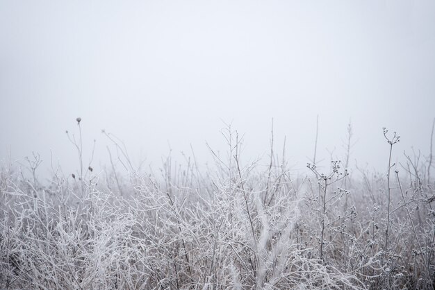 Das Feld in Nebel und Frost