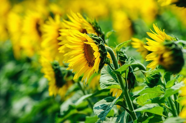 Das Feld von Sonnenblumen unter Sommersonne