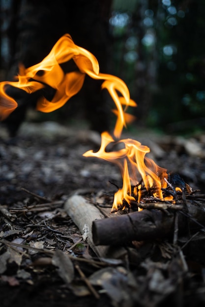 Das Feuer brennt auf dem Baumstamm